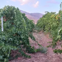 فروش باغ انگور داربستی.بادام. گردو.وزمین