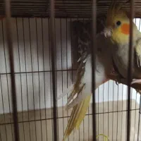 فروش عروس هلندیو کوتوله برزیلی|پرنده|شیراز, جوادیه|دیوار