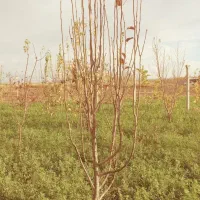 نهال و درختان ۷ساله با ریشه های زیاد وگیرایی واقعی