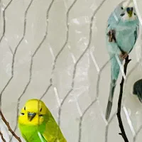 مرغ عشق انگلیسی|پرنده|رفسنجان, |دیوار