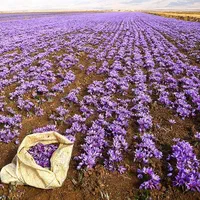 دستگاه پیاز کار زعفران مخزن ۵۰۰ کیلویی