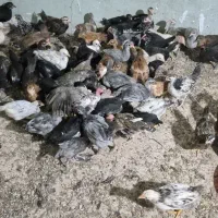 فروش جوجه محلی