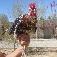 خروس اصیل نژاد گلین ۴۰ تاج