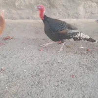 بوقلمون‌‌‌‌.کفتر‌.مرغ‌‌‌‌.جوجه‌بوقلمون‌|حیوانات مزرعه|قم, شهر قائم|دیوار