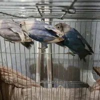 سه عدد طوطی بریزیلی اهلی