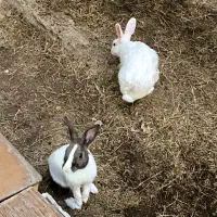 یک عدد خرگوش نر