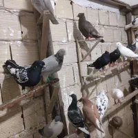 کبوتر  پرنده