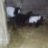 عزیز چهار عددبزغاله یکی تر بقیه ماده همش۱۵/۵|حیوانات مزرعه|سجاس رود, |دیوار