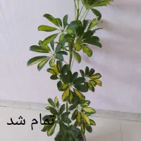 گلهای آپارتمانی مناسب