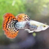 گوپی در۴ نژاد و دوعددردلاین