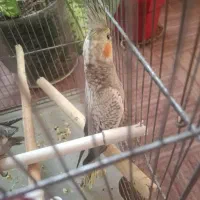 عروس هلندی|پرنده|تهران, شهرک زینبیه|دیوار