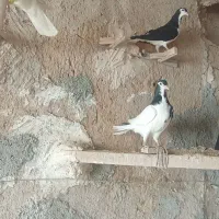 جوجه سیاه|پرنده|فیروزه, |دیوار