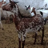 یک جفت بز آهویی