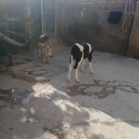 ۲راس گوساله