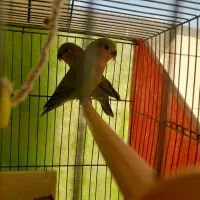 یک عددطوطی برزیلی گم شده درمحله کمیز حدودا دوماهه