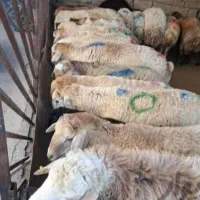 دام چاق گوسفند صحرا چریده مناسب یخچال|حیوانات مزرعه|قم, هفت تیر|دیوار