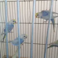 فنچ و مرغ عشق|پرنده|چهارباغ, |دیوار