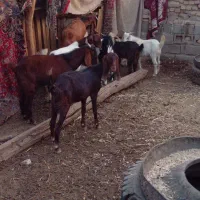 خرمشهر|حیوانات مزرعه|خرمشهر, |دیوار