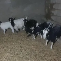 تعدادی بز و بزغاله