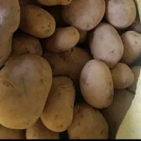 سیب بذری دوناتا ۱۴۰۲