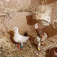 زرد هفترنگ صورت دار قواره دار