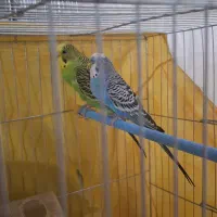 مرغ عشق جفت سالم