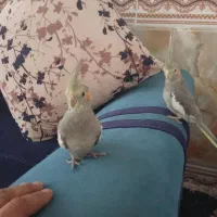 عروس هلندی|پرنده|یاسوج, |دیوار