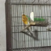 قناری نر|پرنده|رامیان, |دیوار