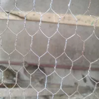 پرنده زینتی|پرنده|گرگان, |دیوار