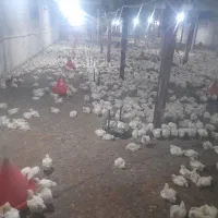 اجاره مرغدار۲۰۰۰۰قطعه ای