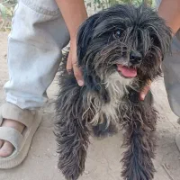 سگ شیتزو ماده ۲ساله