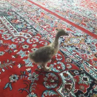 یک عدد بچه قاز سالم خوش خوراک در هویزه