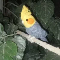 طوطی بافتنی ۳۸۰