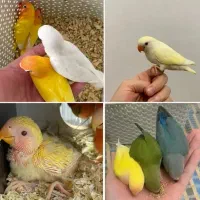 جوجه پرنده کوتوله مینا سرلاکی دانخور