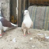 کبوتر رنگی پرشی