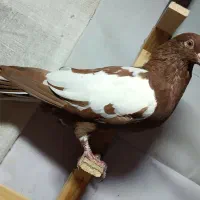 کفتر کبوتر کلاغ کرمونی ابلغ افغانی