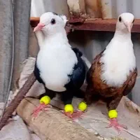 دوعدد کبوتر کلاغ‌کربلایی کله‌سفید عروسک