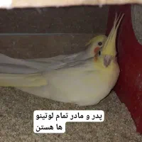 عروس هلندی و مرغ عشق