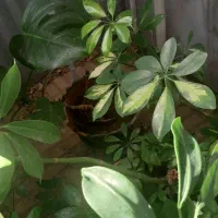 گلهای زیباو سرحال،همه نوع گل موجود است.|گل و گیاه طبیعی|شاهرود, |دیوار