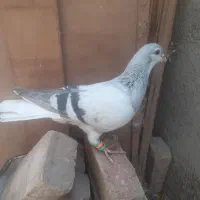 کبوتر|پرنده|سبزوار, اسلام آباد|دیوار