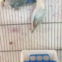 طوطی برزیلی مولد و دو تا نر فیشر