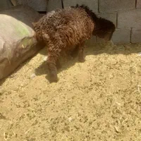 بره کوچ‌ک و بز جوان