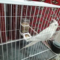 عروس هلندی