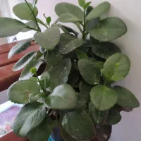 گل طبیعی|گل و گیاه طبیعی|نهاوند, |دیوار