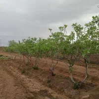 زمین بهرامیه حاشیه جاده