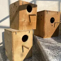 لانه تخم گذاری کوتوله