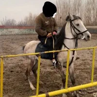 اسب نژاد کورد فروش خیلی فوری‌