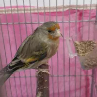 سهره قناری زیر دهن عالی|پرنده|مهاجران, |دیوار