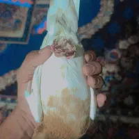 کبوتر کله زرد ماده|پرنده|اهواز, شهرک الهیه|دیوار