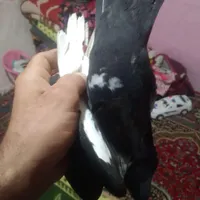 سیاه پلنگ  خوشگل|پرنده|کرمان, |دیوار